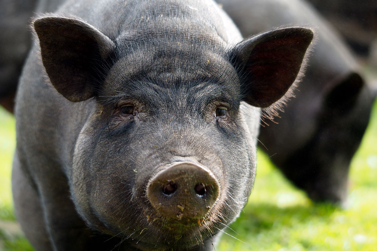 Caissette de Porc Noir de Bigorre (5.5kg) - Producteur de porc noir de  Bigorre AOP - La ferme Vignécoise