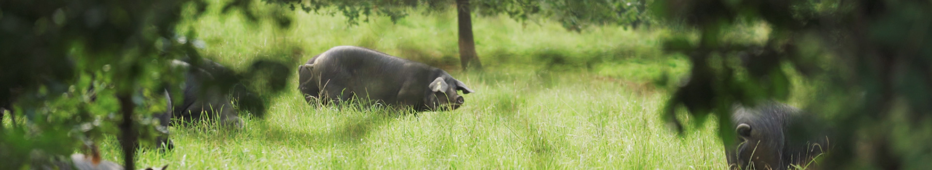 Caissette de Porc Noir de Bigorre (5.5kg) - Producteur de porc noir de  Bigorre AOP - La ferme Vignécoise