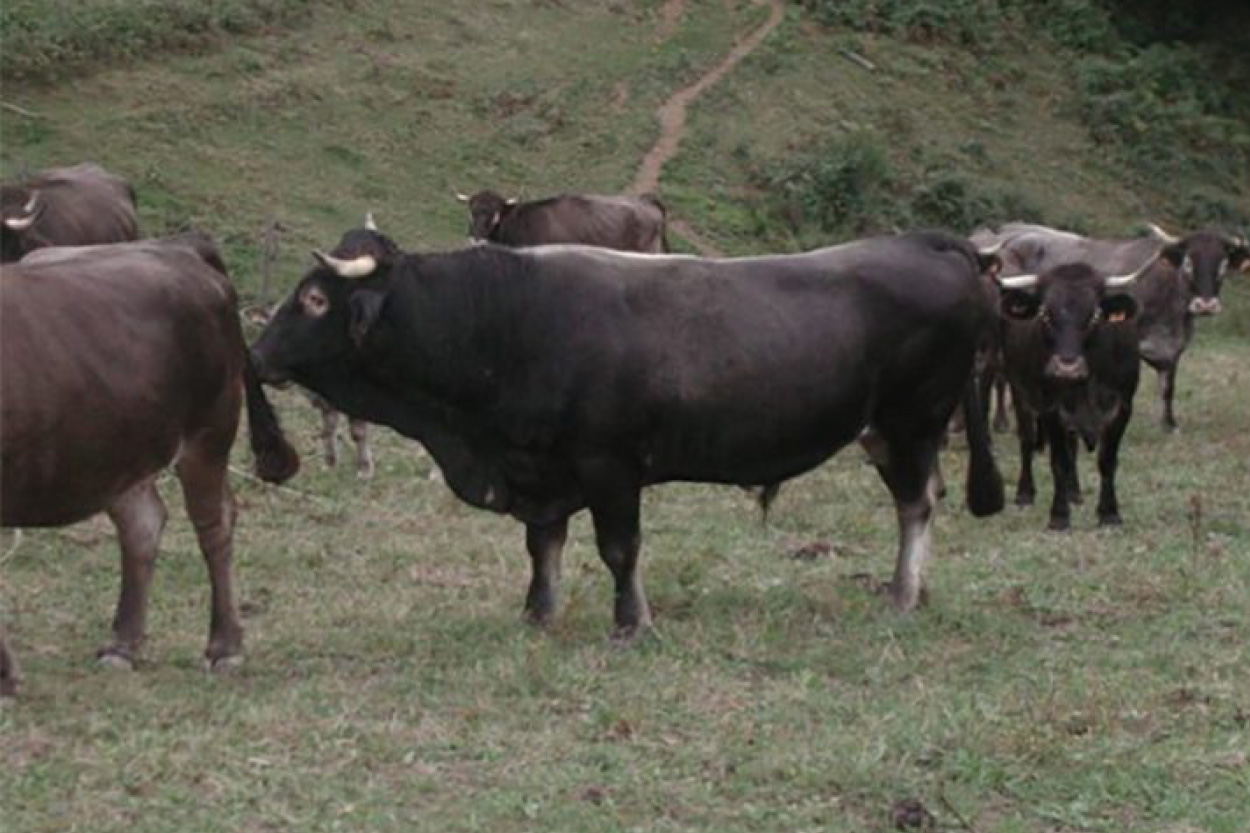 Eleveur de porc noir de Bigorre AOP, Jambon noir de Bigorre AOP, Porc noir de Bigorre AOP, Producteur de porc noir de Bigorre AOP, Viande de poir noir de Bigorre AOP