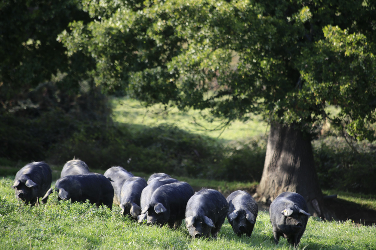 Eleveur de porc noir de Bigorre AOP, Jambon noir de Bigorre AOP, Porc noir de Bigorre AOP, Producteur de porc noir de Bigorre AOP, Viande de poir noir de Bigorre AOP